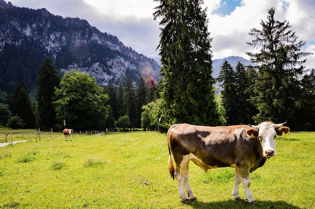 Nahaufnahmeaufnahme einer Kuh auf einer grünen Wiese auf einem Hintergrund der Berge