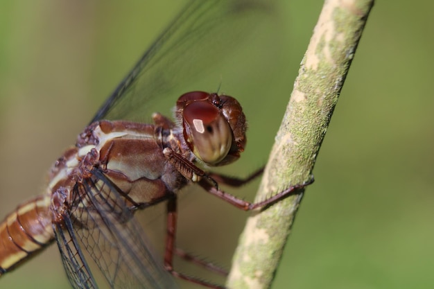 Nahaufnahmeaufnahme einer Libelle auf einem Stiel