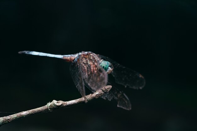 Nahaufnahmeaufnahme einer Libelle, die auf einem Zweig mit einem schwarzen Hintergrund thront