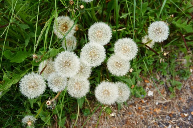 Nahaufnahmeaufnahme einer Löwenzahnblume mit einem unscharfen Hintergrund