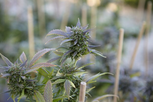 Nahaufnahmeaufnahme einer Marihuana-Pflanze