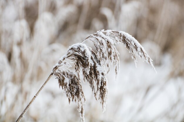 Nahaufnahmeaufnahme einer mit Schnee bedeckten Pflanze