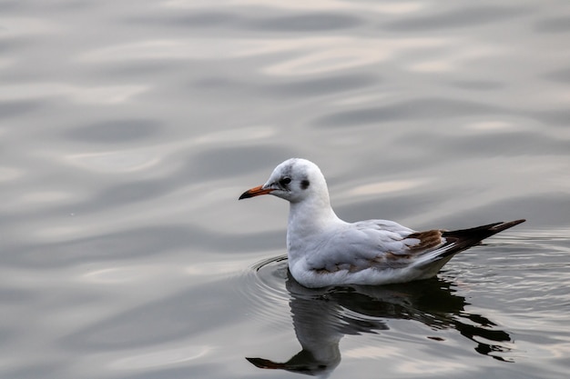 Nahaufnahmeaufnahme einer Möwe, die anmutig im See schwimmt