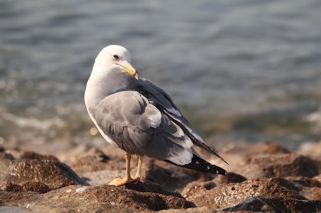 Nahaufnahmeaufnahme einer Möwe, die auf einem verschwommenen Hintergrund am Strand steht