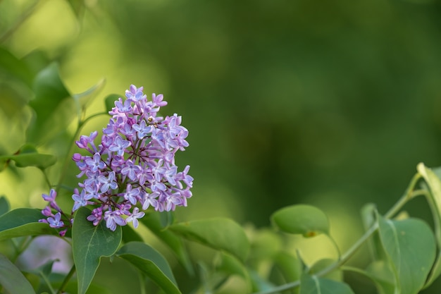 Nahaufnahmeaufnahme einer niedlichen Blume auf einem unscharfen Hintergrund