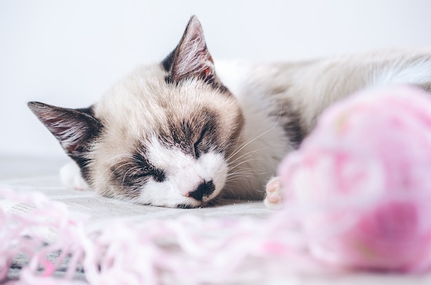 Nahaufnahmeaufnahme einer niedlichen braunen und weißen Katze, die nahe dem rosa Wollball schläft