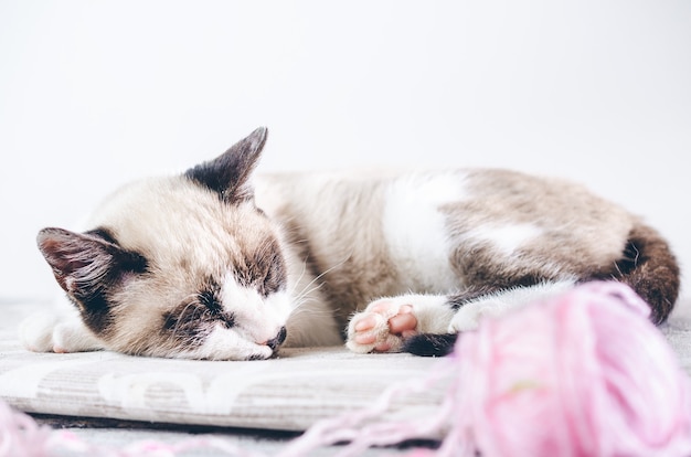 Nahaufnahmeaufnahme einer niedlichen braunen und weißen Katze, die nahe dem rosa Wollball schläft