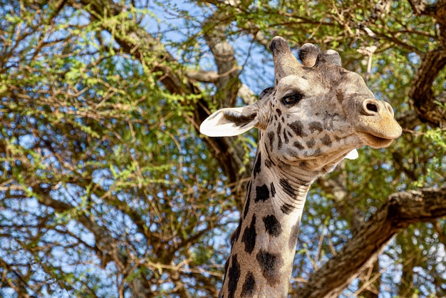 Nahaufnahmeaufnahme einer niedlichen Giraffe mit den Bäumen mit den grünen Blättern im Raum