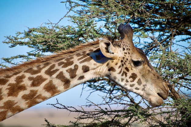 Nahaufnahmeaufnahme einer niedlichen Giraffe mit den Bäumen mit grünen Blättern