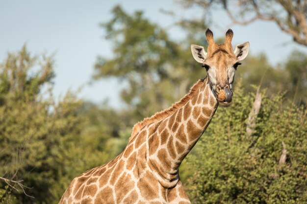 Nahaufnahmeaufnahme einer niedlichen Giraffe mit verschwommenen Bäumen