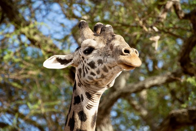 Nahaufnahmeaufnahme einer niedlichen Giraffe vor den Bäumen mit grünen Blättern