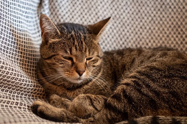 Nahaufnahmeaufnahme einer niedlichen grauen Katze, die auf der Hängematte liegt