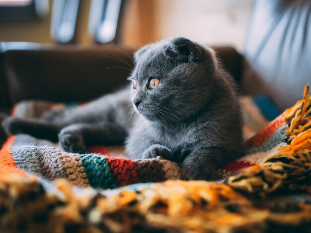 Nahaufnahmeaufnahme einer niedlichen grauen Katze, die auf einer bunten Decke im Raum während des Tages sitzt