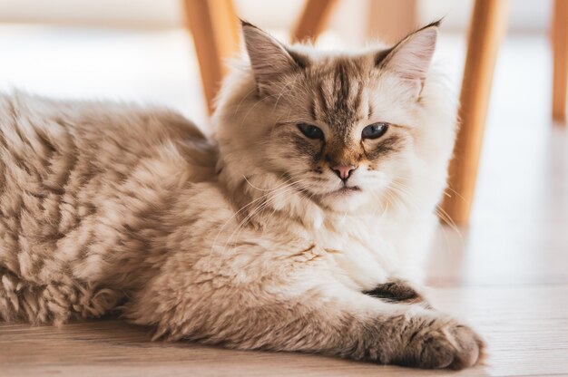 Nahaufnahmeaufnahme einer niedlichen Katze, die auf dem Holzboden mit einem stolzen Blick liegt