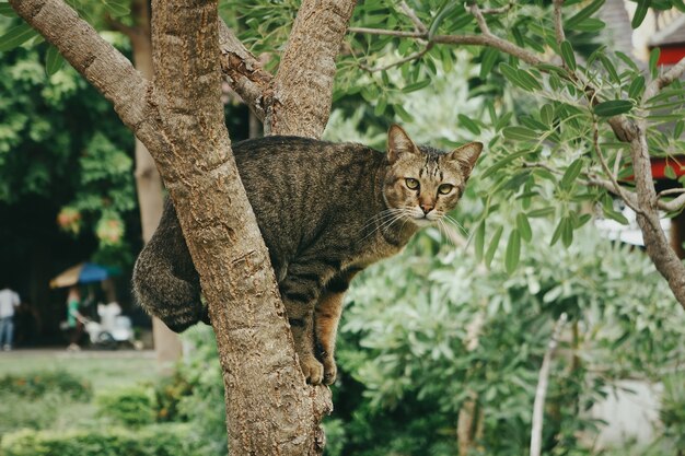 Nahaufnahmeaufnahme einer niedlichen Katze, die auf einem Baum in einem Park während des Tages sitzt