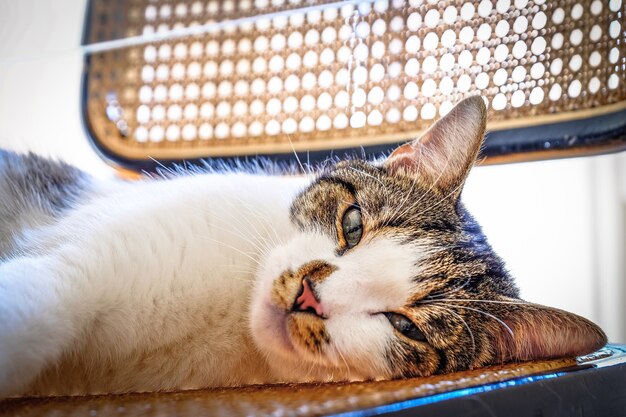 Nahaufnahmeaufnahme einer niedlichen Katze, die auf einem Stuhl liegt, der die Kamera mit unscharfem Hintergrund betrachtet