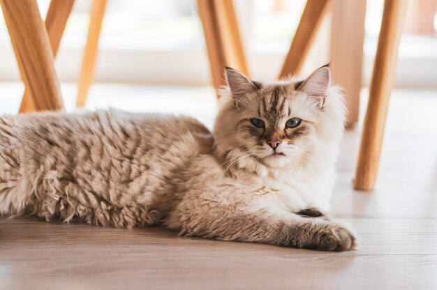 Nahaufnahmeaufnahme einer niedlichen Katze, die unter den Stühlen auf dem Holzboden liegt