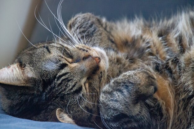Nahaufnahmeaufnahme einer niedlichen schlafenden Katze