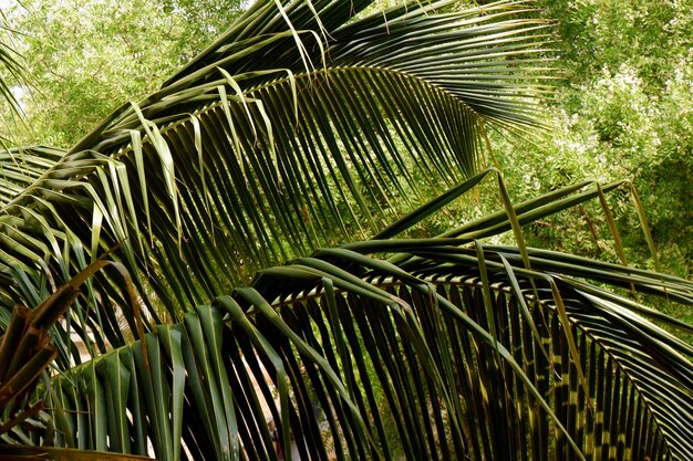 Nahaufnahmeaufnahme einer Palme im Tageslicht