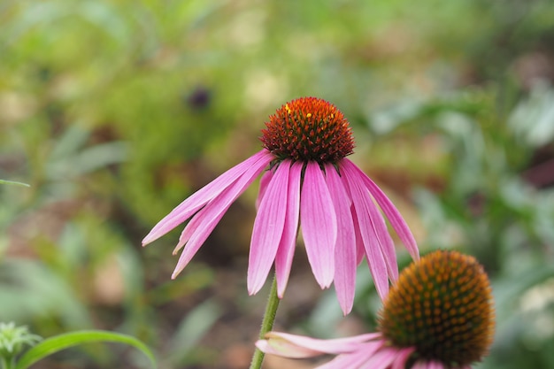 Nahaufnahmeaufnahme einer rosa Blume während des Tages hinter einem grünen Hintergrund