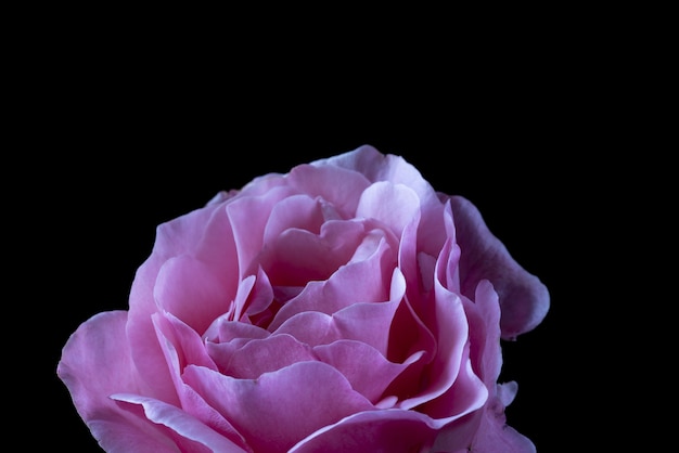 Nahaufnahmeaufnahme einer rosa Rose auf Schwarz