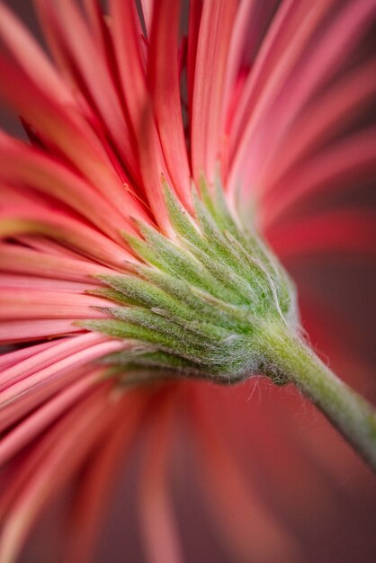 Nahaufnahmeaufnahme einer roten Gerbera-Gänseblümchenblume