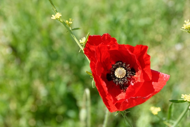 Nahaufnahmeaufnahme einer roten Mohnblume