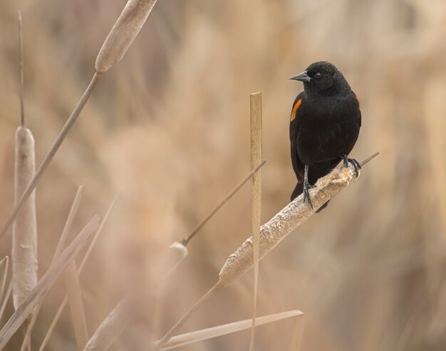 Nahaufnahmeaufnahme einer rotgeflügelten Amsel, die auf einer trockenen Pflanze steht