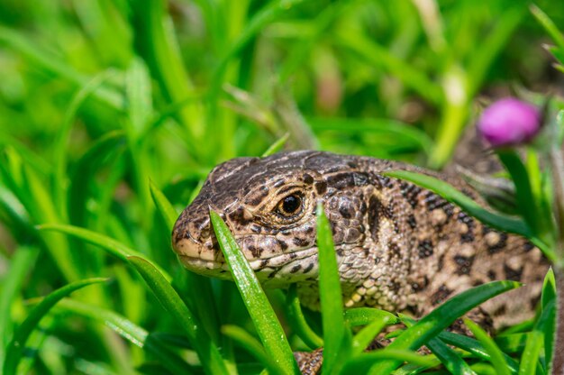 Nahaufnahmeaufnahme einer Sandeidechse (Lacerta agilis), die auf dem Gras kriecht