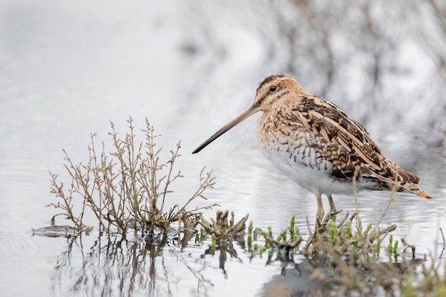 Nahaufnahmeaufnahme einer Schnepfe mit einem langen Schnabel auf dem Gras umgeben von Wasser