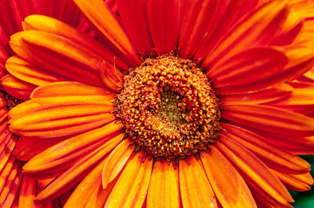 Nahaufnahmeaufnahme einer schönen Barberton-Gänseblümchenblume mit orangefarbenen Blütenblättern