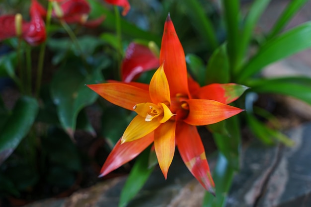 Nahaufnahmeaufnahme einer schönen Bromelienblume in einem Garten an einem kühlen Tag