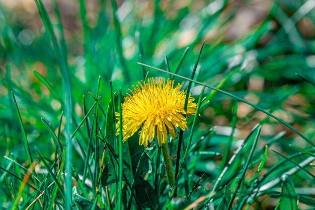 Nahaufnahmeaufnahme einer schönen gelben Löwenzahnblume in einem Feld