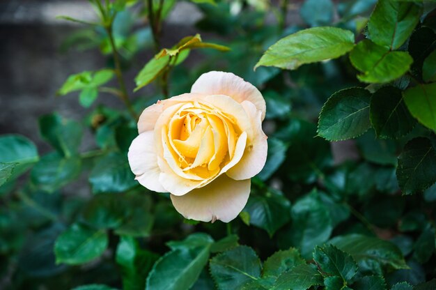Nahaufnahmeaufnahme einer schönen gelben Rose in einem Garten auf einem unscharfen Hintergrund
