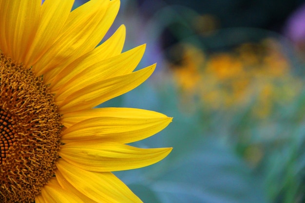 Nahaufnahmeaufnahme einer schönen gelben Sonnenblume auf einem unscharfen Hintergrund