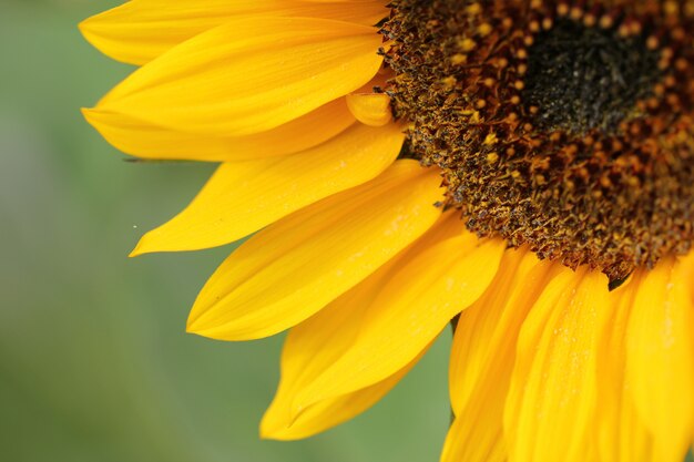 Nahaufnahmeaufnahme einer schönen gelben Sonnenblume auf einem unscharfen Hintergrund