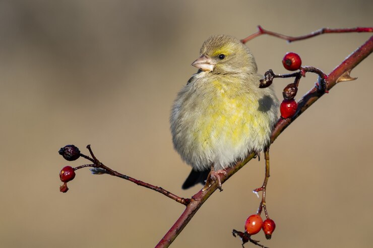 Kostenlose Foto nahaufnahmeaufnahme einer schönen kohlmeise, die auf einem zweig mit beeren sitzt