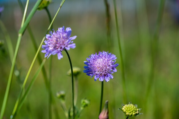 Nahaufnahmeaufnahme einer schönen lila Nadelkissenblume