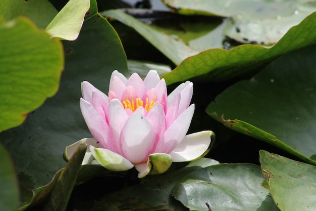 Nahaufnahmeaufnahme einer schönen rosa Lotusblume, die in einem Teich wächst