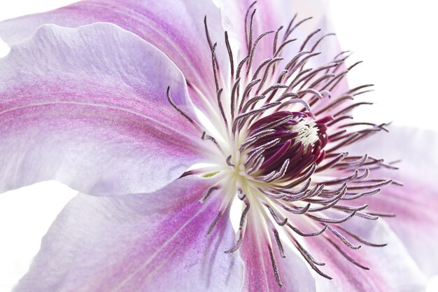 Nahaufnahmeaufnahme einer schönen rosa peruanischen Lilienblume