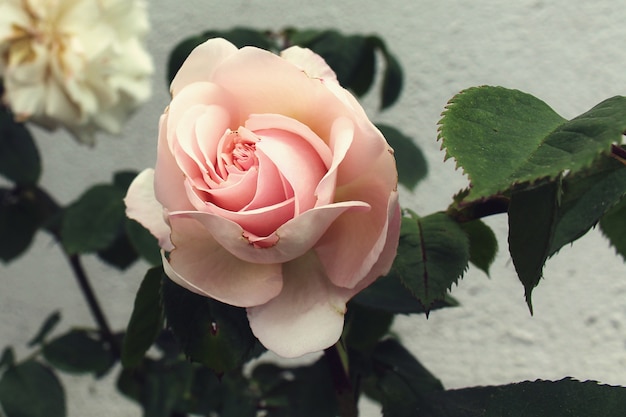 Nahaufnahmeaufnahme einer schönen Rose im Garten