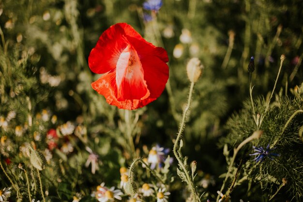 Nahaufnahmeaufnahme einer schönen roten Mohnblume in einem Feld im Tageslicht