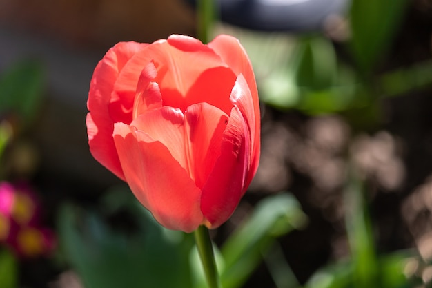 Nahaufnahmeaufnahme einer schönen roten Tulpe, die im Garten wächst