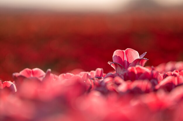 Nahaufnahmeaufnahme einer schönen roten Tulpe in einem Tulpenfeld - Konzept des Herausragens