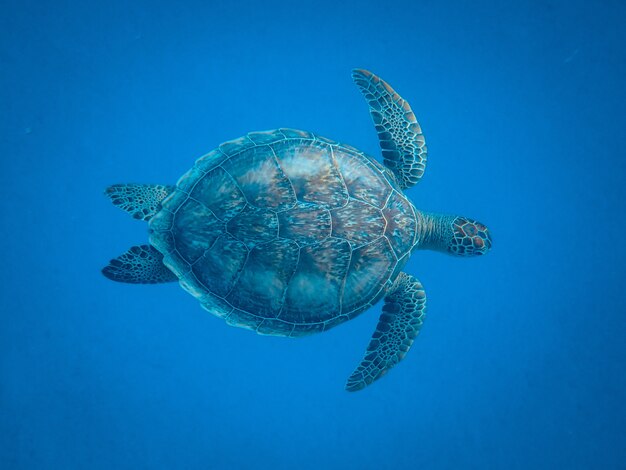 Nahaufnahmeaufnahme einer schönen Schildkröte, die unter dem Meer schwimmt