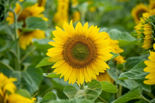 Nahaufnahmeaufnahme einer schönen Sonnenblume in einem Sonnenblumenfeld