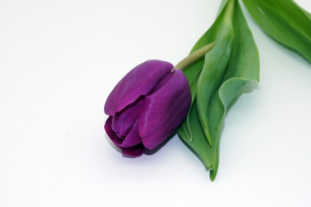 Nahaufnahmeaufnahme einer schönen violetten Tulpenblume mit einem Kopienraum
