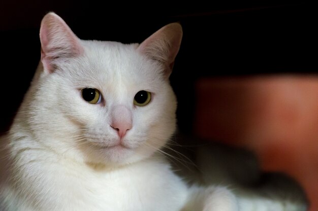 Nahaufnahmeaufnahme einer schönen weißen Katze mit grünen Augen, die im Schatten sitzen