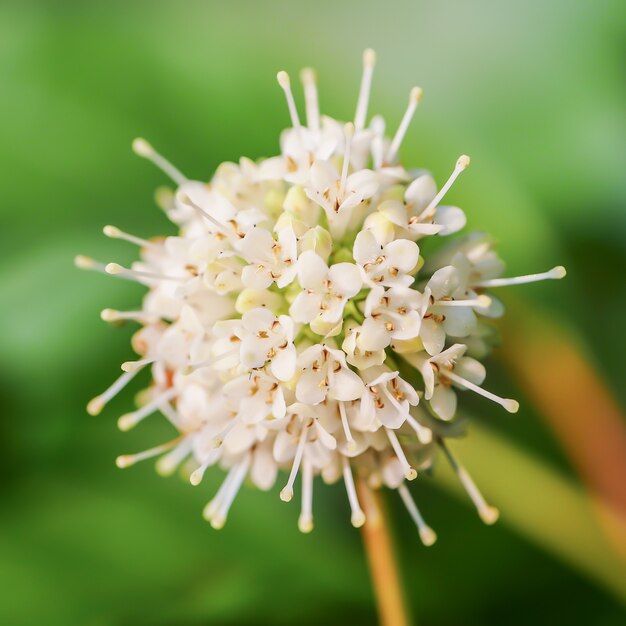 Nahaufnahmeaufnahme einer schönen wilden Blume, die in einem Feld mit etwas Morgentau blüht, der auf ihm übrig bleibt