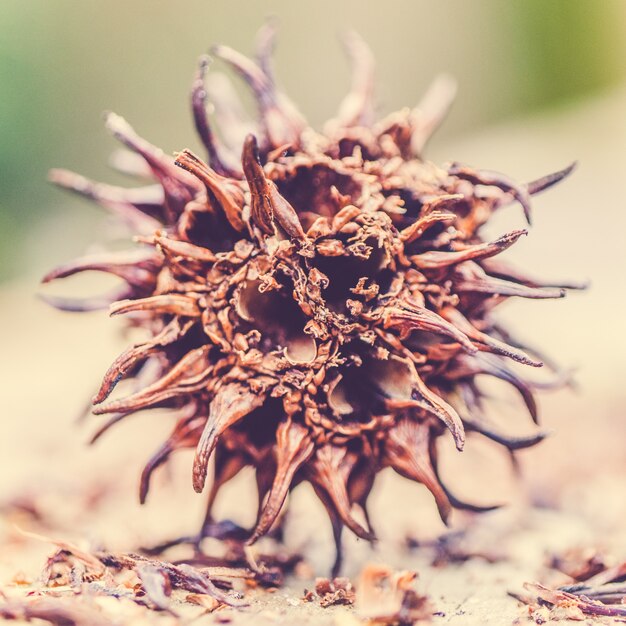 Nahaufnahmeaufnahme einer schönen wilden Blume, die in einem Feld mit etwas Morgentau blüht, der auf ihm übrig bleibt